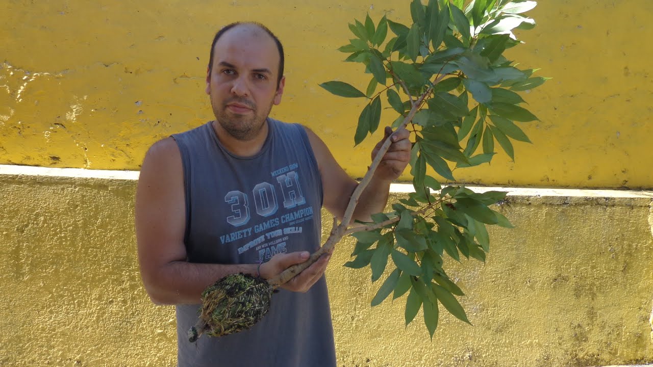 Como retirar mudas de  alporque! Resultados  da clonagem de lichia!