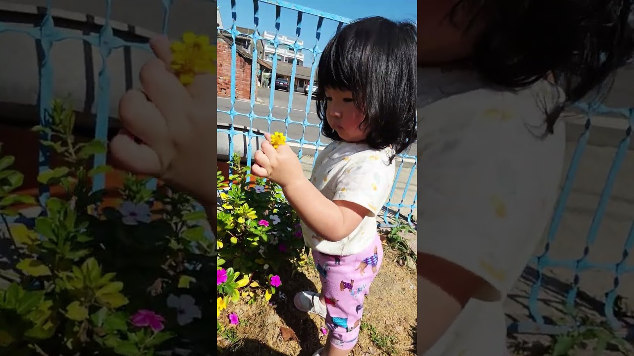 子羚回去灣仔內過年，去鄰居採花，鄉下人很熱情。嘉雪攝