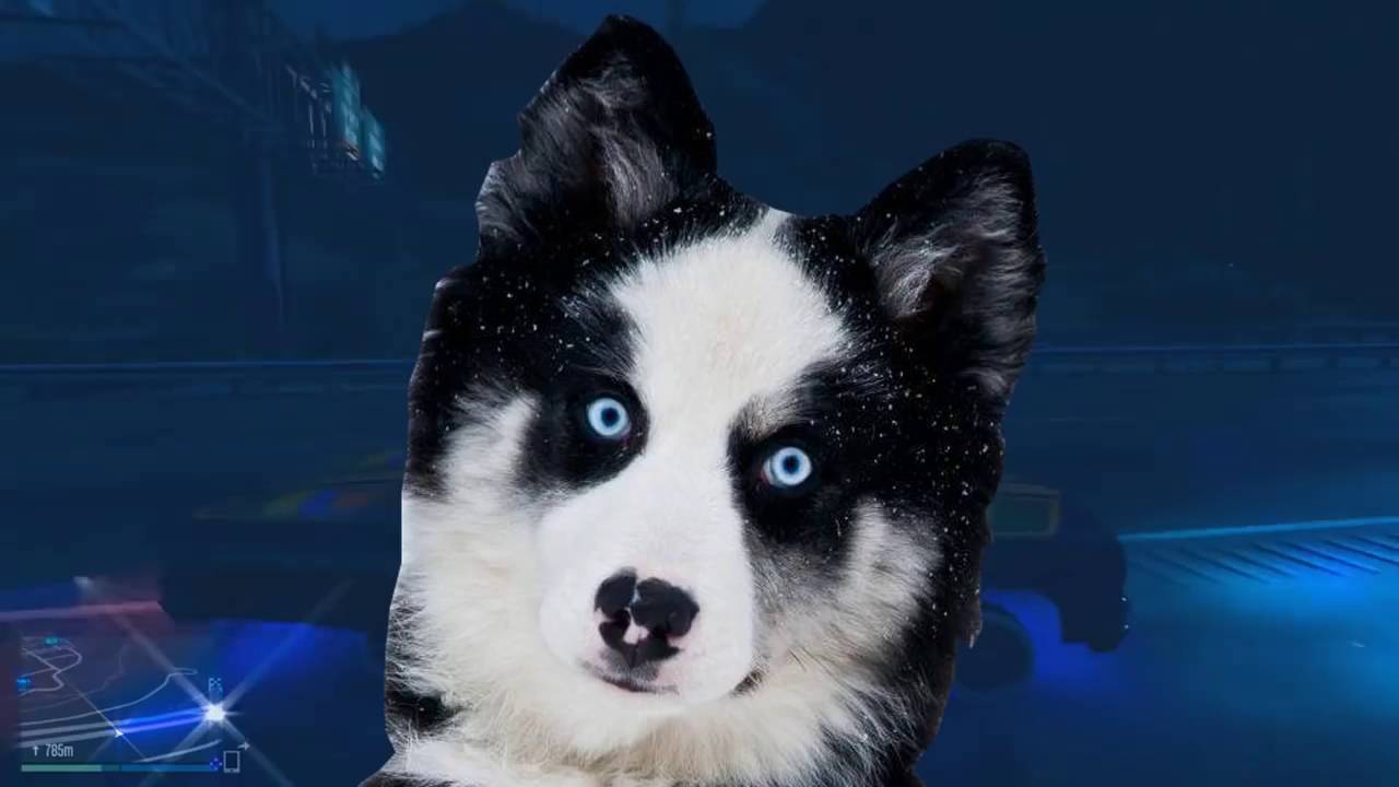 LAIKA BOSS #1 ютуб
