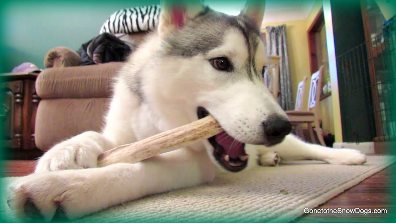 Happy FIRST Birthday MEMPHIS! Husky Puppy