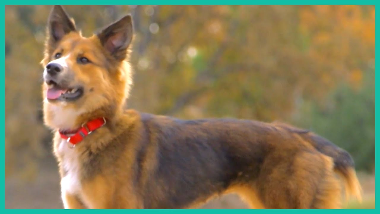 How to Help a Dog with Social Anxiety | Lucky Dog