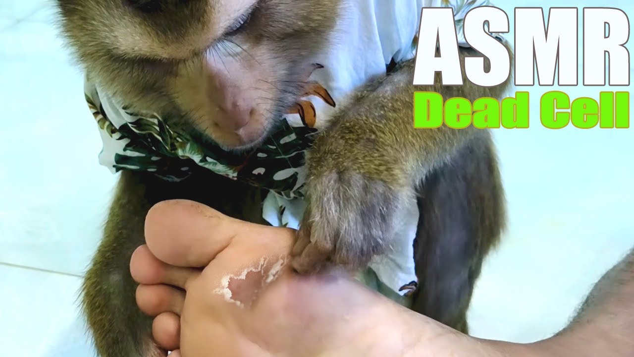 Drop Mouth Grooming Sound Was So Awesome Incredible ASMR
