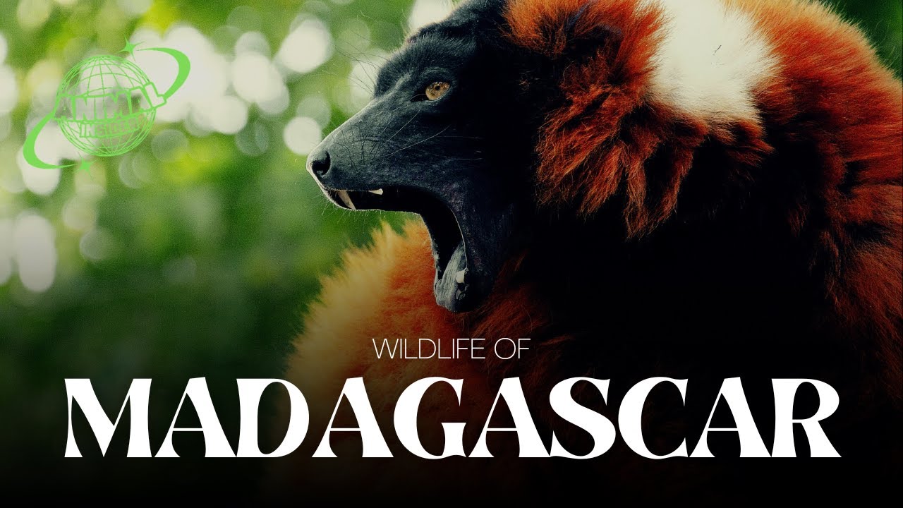 35 Strangest Wildlife of Madagascar | Documentary Nature | The Animal Insider