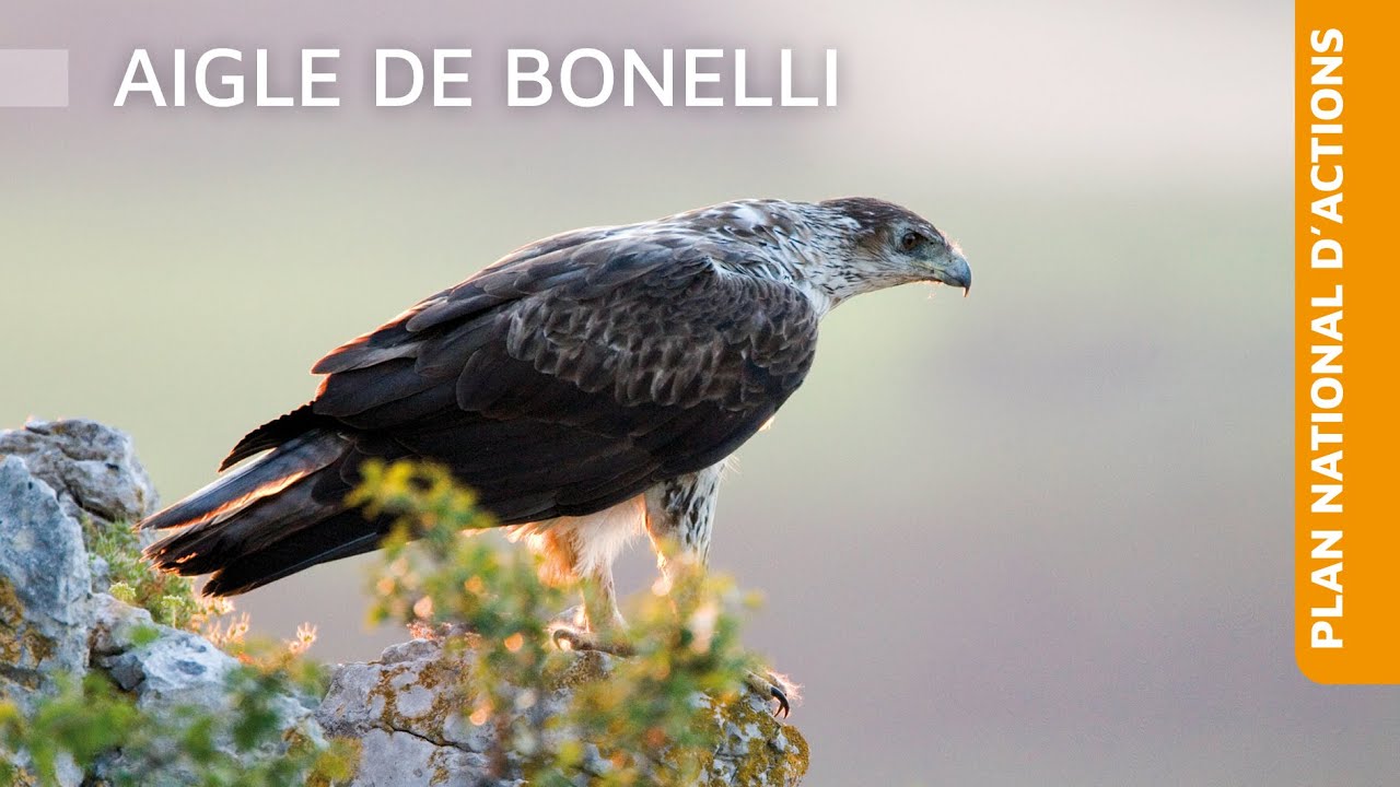 Plan national d'actions Aigle de Bonelli
