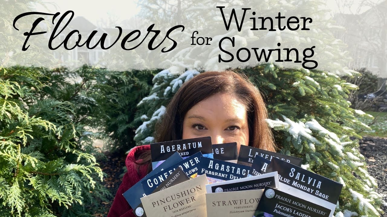 Flower Seeds I&rsquo;m Winter Sowing in 2023