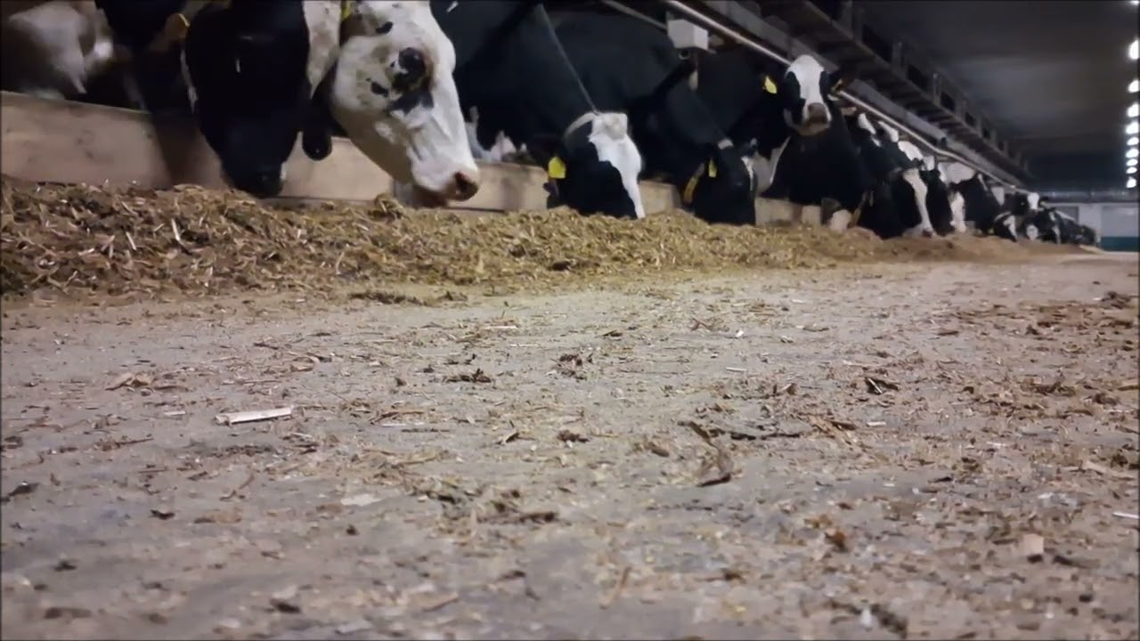 Feeding Cows in the Barn | Real Farm Life & Relaxing Animal Video