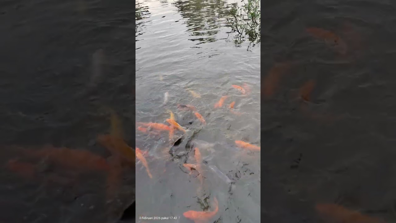 Liat ikan di sore hari