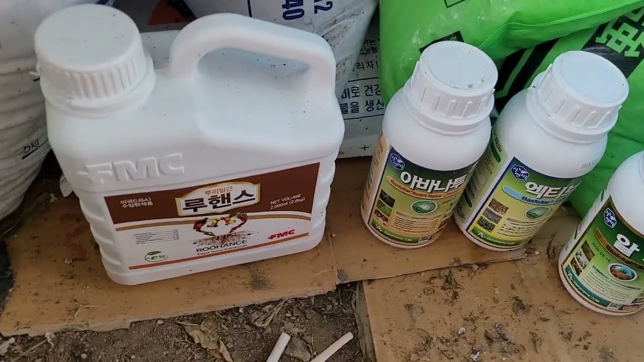배보다 배꼽이 큰 고추 육묘