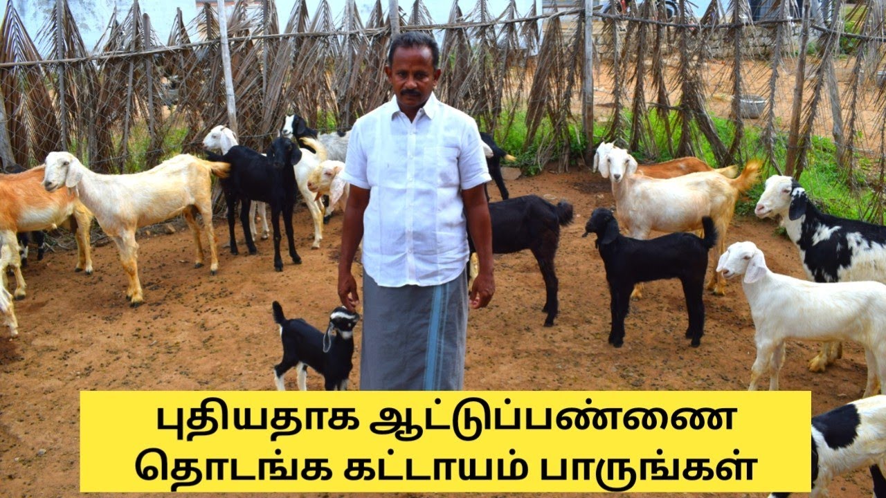5 to 50 ஆடுகள் 18 மாதத்தில் - தளச்சேரி ஆடு வருமானம் நாட்டு ஆட்டிலும்| Goat farm video for Starters