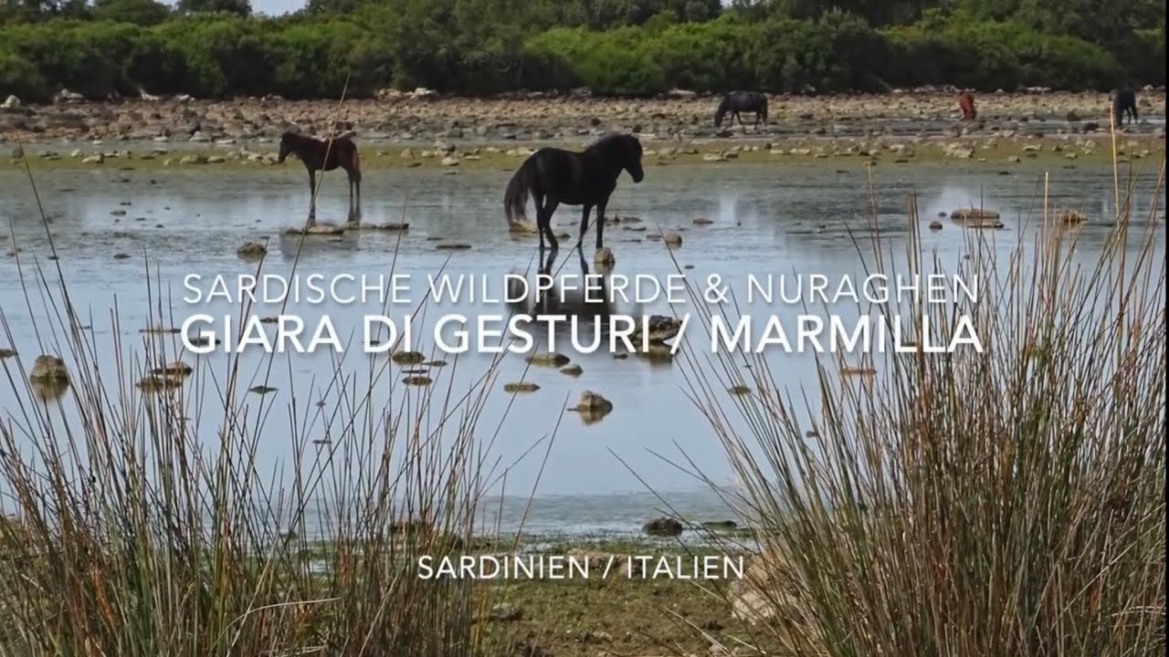 Sardische Wildpferde & Nuraghen - Giara di Gesturi / Marmilla (Sardinien)