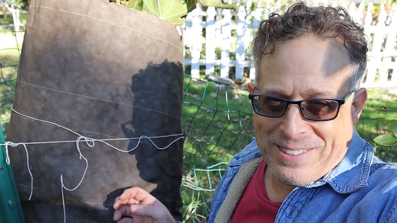 Fig Tree Winter Wrap Tutorial: The Best & Easiest Way !