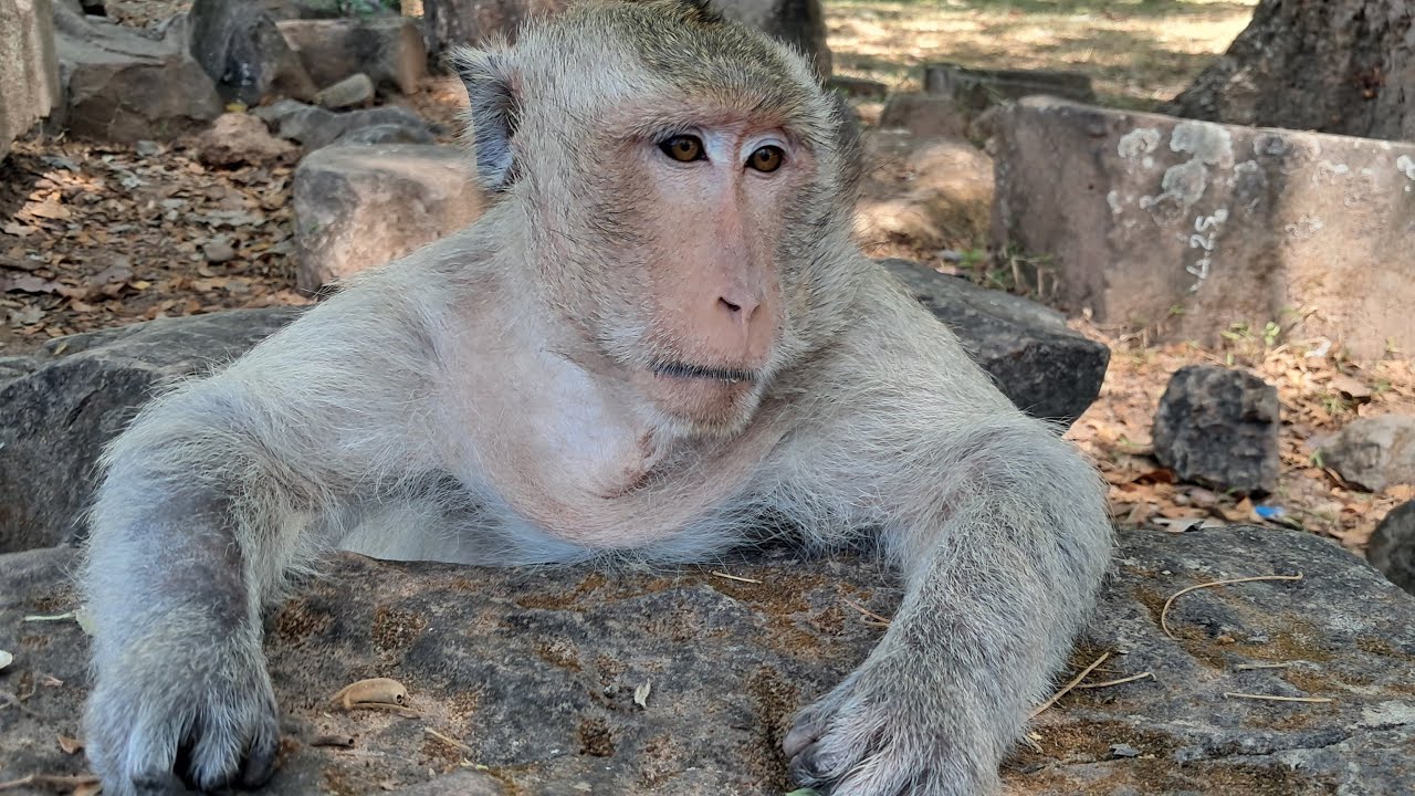 Welcome to my channel...thank you for your watching sub like comment and share all monkey video