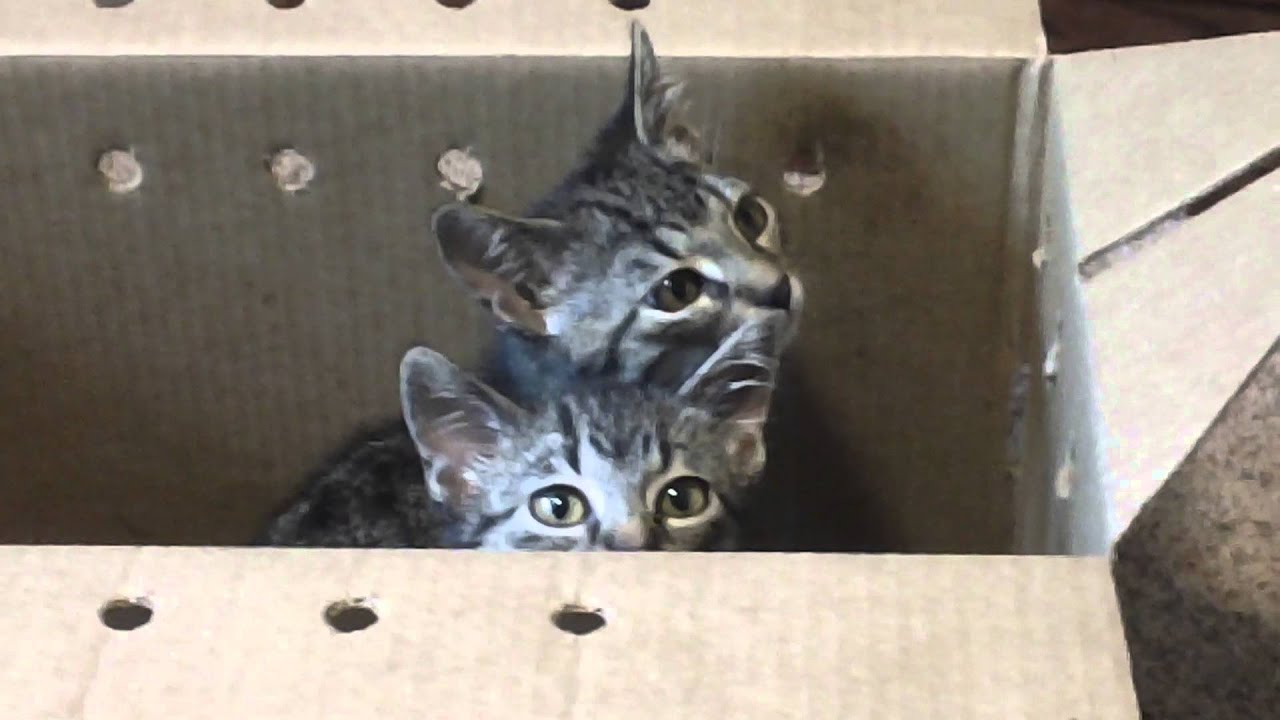 Day #1...Bringing home two baby kittens from the...Animal Rescue League.