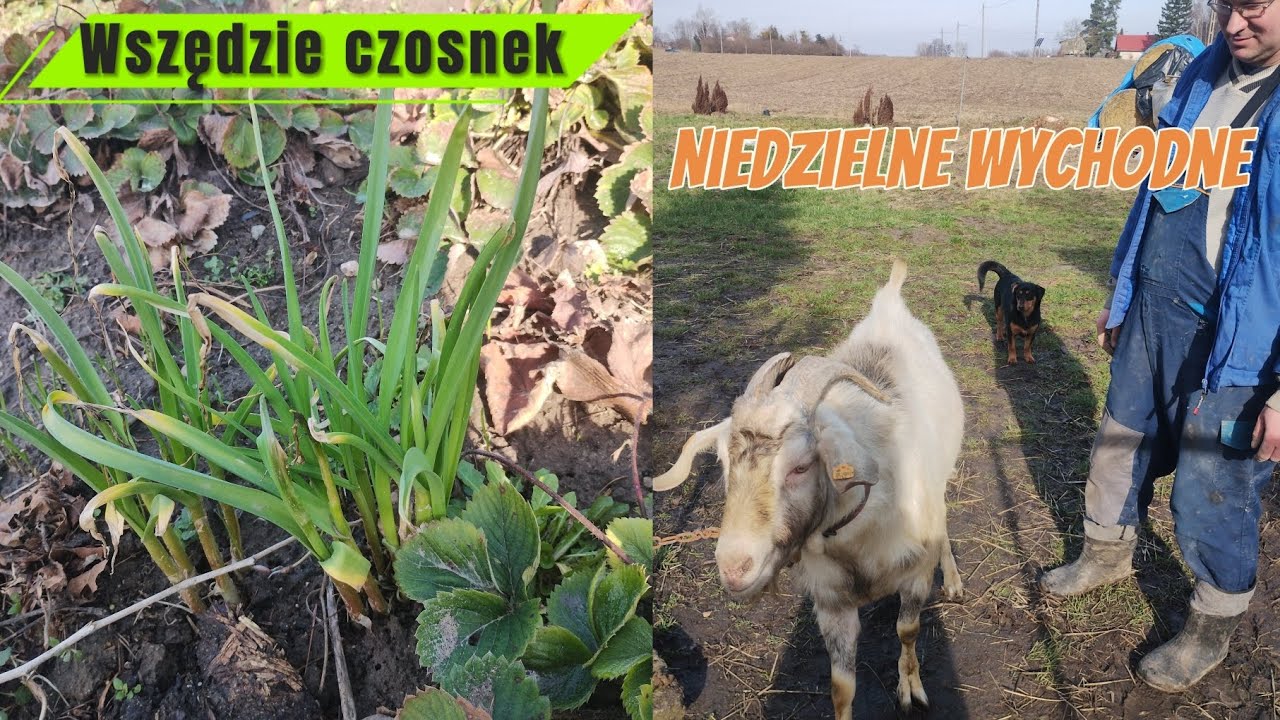 54. Kąpiel w jeziorze 🥶 psiaki-rozrabiaki 🥰 pierwsze sadzenie 🌱 niedzielne przysmaczki 🐐🐮🐔