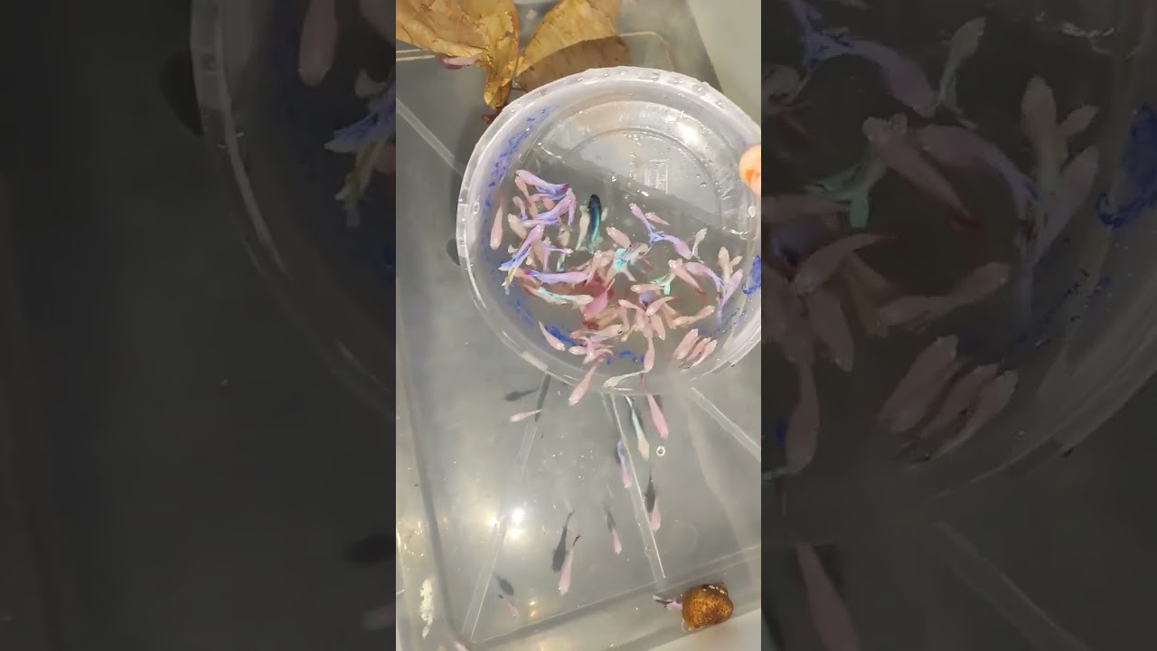 #betta