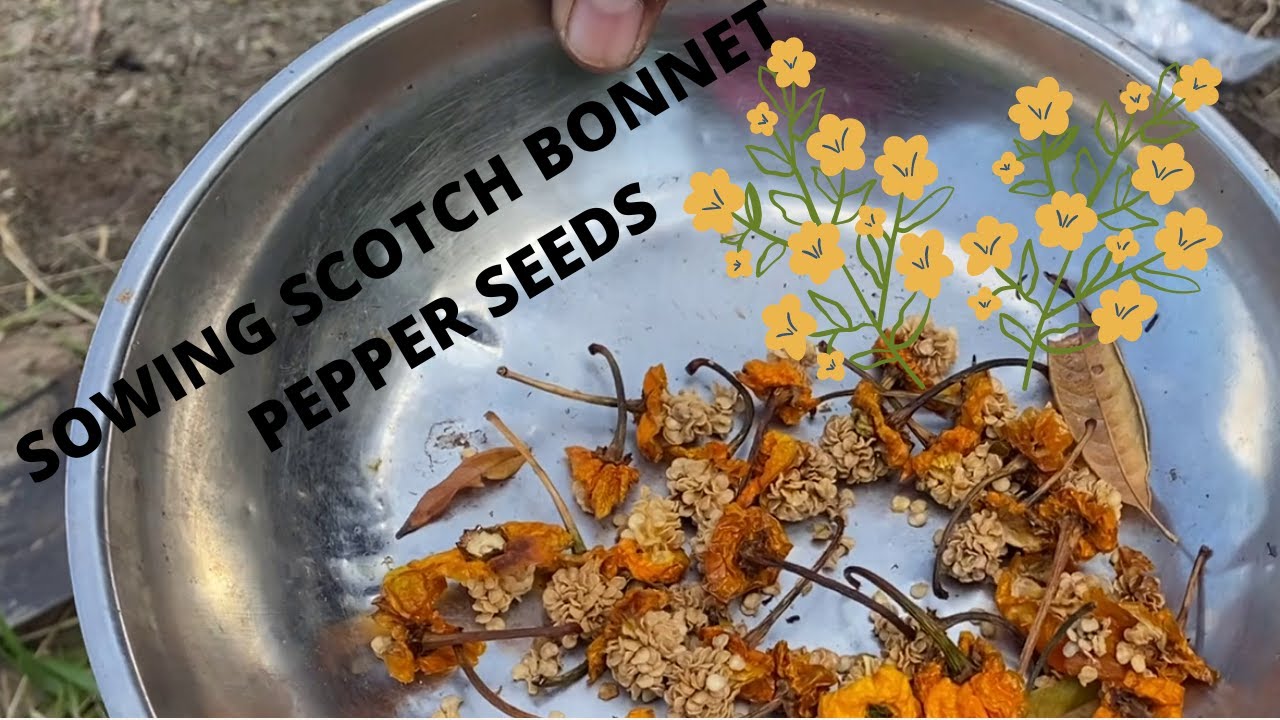 The secret of sowing scotch bonnet pepper seeds part 1