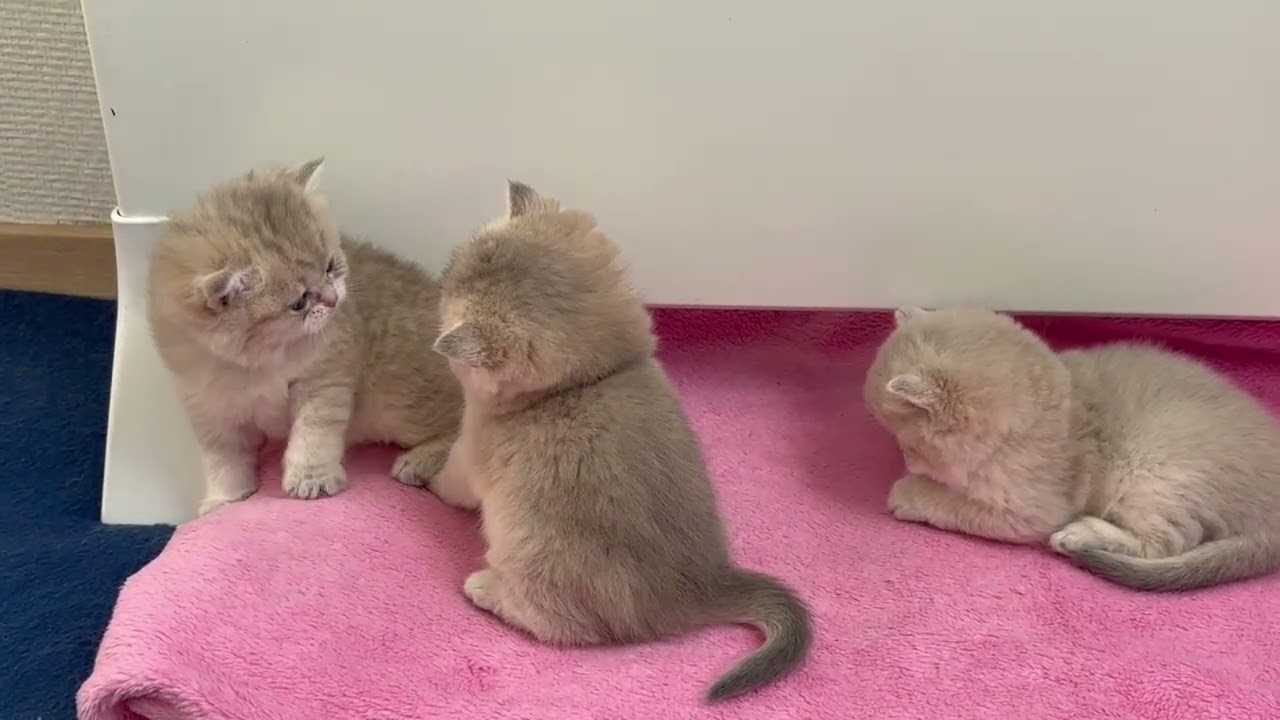 British Shorthair Kittens Boxing 🐱🥊 Boy vs Girls | Play Fight Like Pros! 🥰🥰🥰Day 44🥰🥰🥰