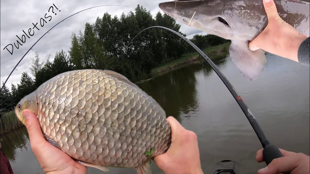 MAN KIMBA - kai kimba METRINĖS žuvys... 😳😱🐟 I dalis