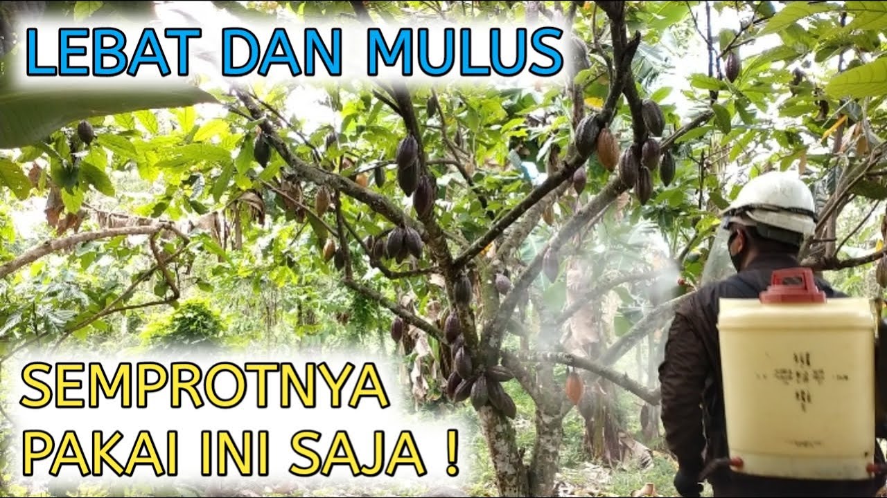CARA PENYEMPROTAN BUAH KAKAO AGAR BERBUAH LEBAT DAN BEBAS DARI PBK