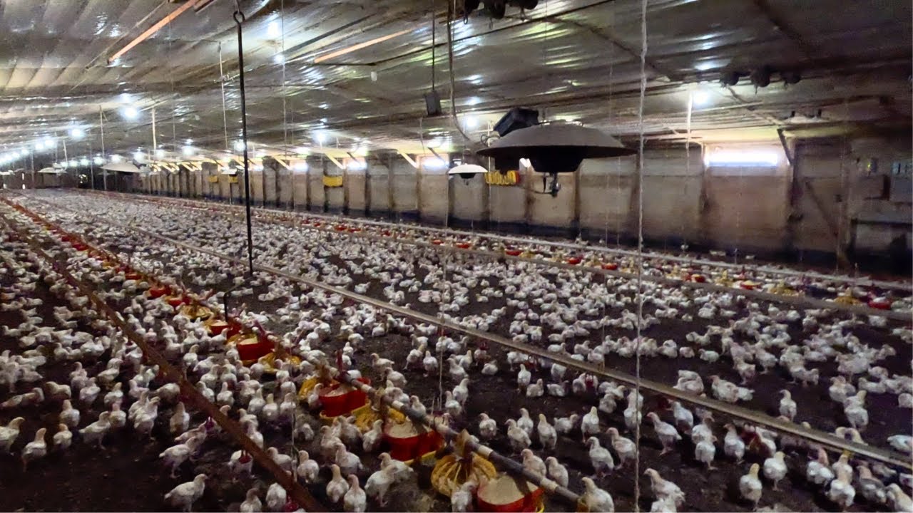 Raising Broiler Chickens: The Full 35-Day Journey | Part 1