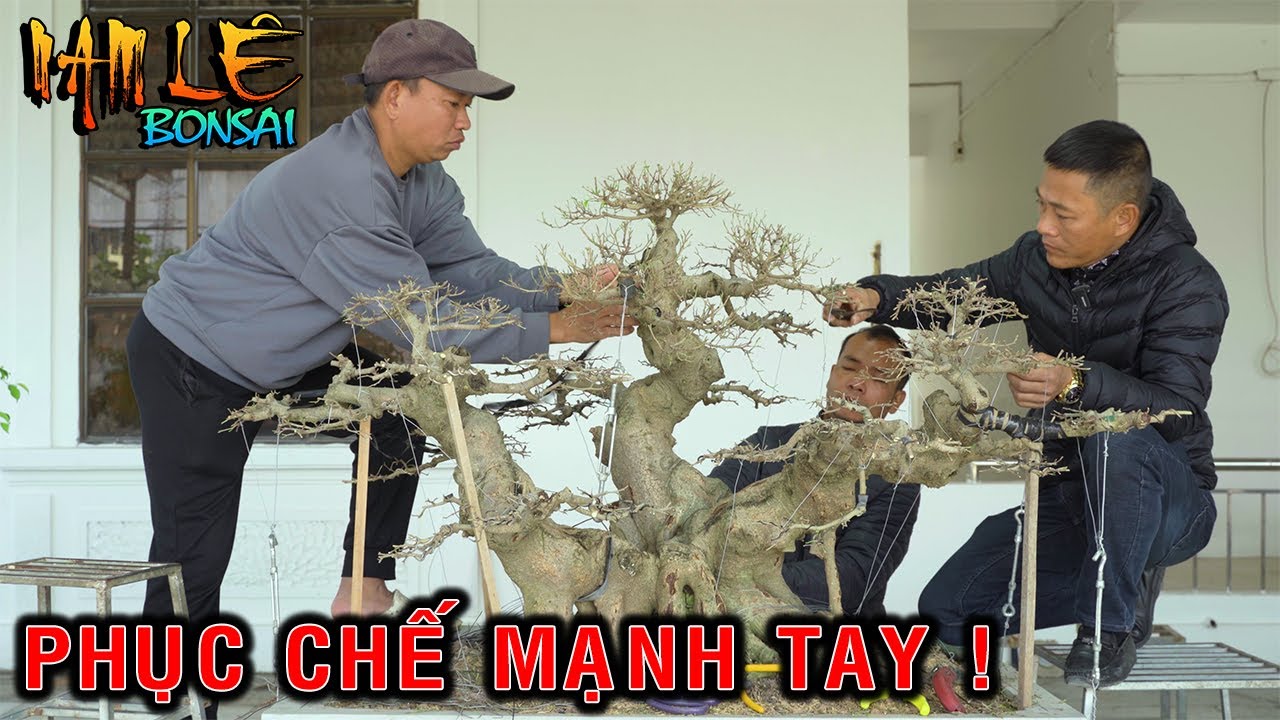 Nam Lê phục chế 1 cây sanh 3 thân giúp em Việt Biên Giang Hà Đông | NamLe Bonsai