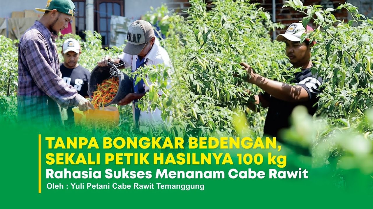 ini Rahasianya! Panen Cabe Rawit 100 Kg Sekali Petik, Tanpa Bongkar Bedengan!