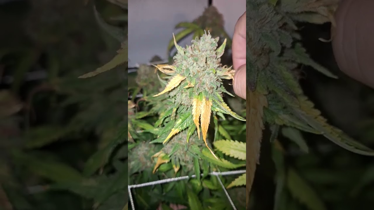 Harvest pt. 1 Yamato purps by Dojo seed co.