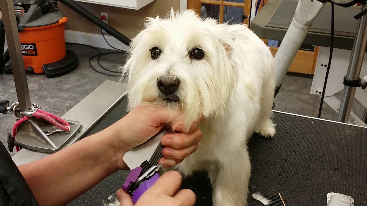 Westie head with thinners