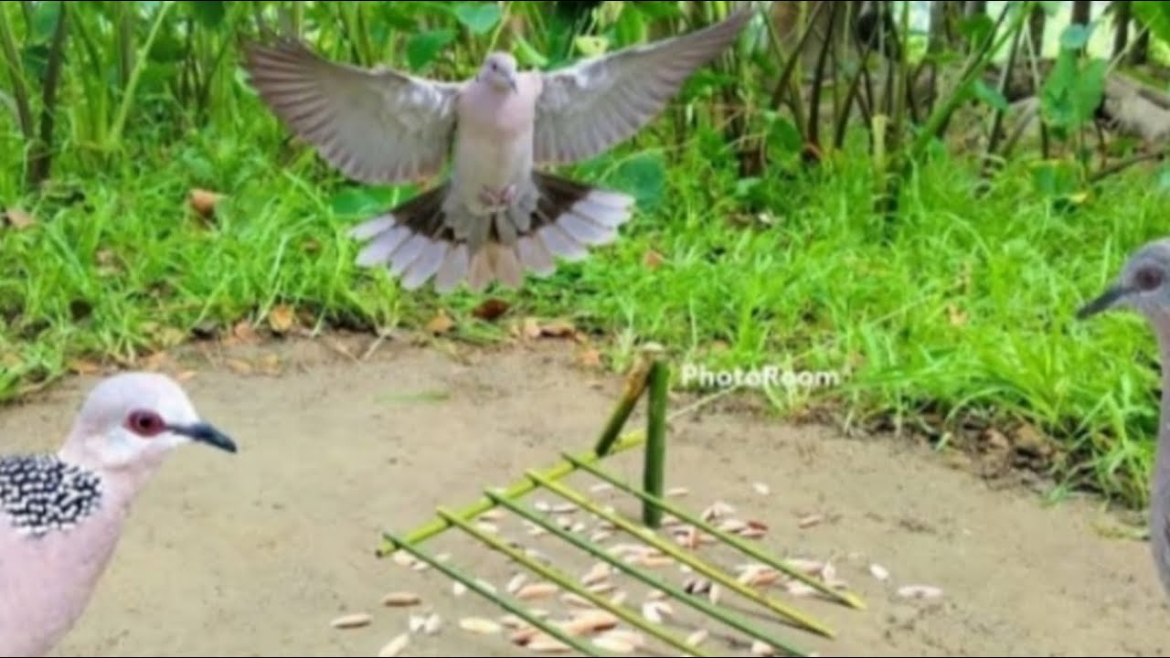 Wow Amazing bird trap