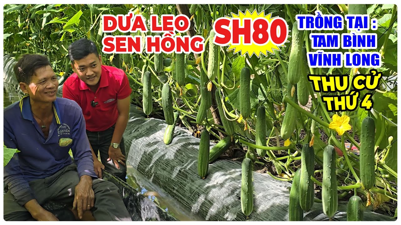 DƯA LEO SEN HỒNG SH80 TẠI TAM BÌNH VĨNH LONG, LẦN ĐẦU TRỒNG: CHÚ ĐẤU CHIA SẺ GÌ VỀ DƯA LEO SH80