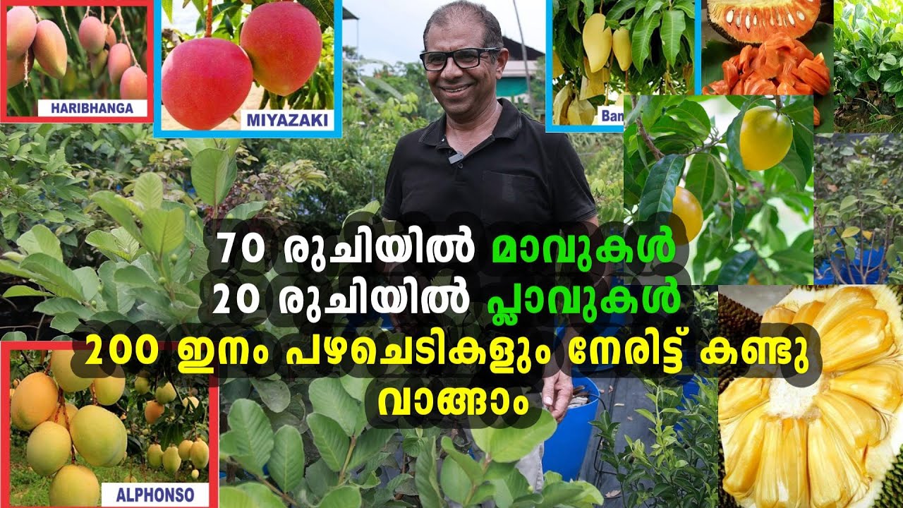 ഒരു വെറൈറ്റി പഴത്തോട്ടമൊരുക്കാം Iഎല്ലാം ഇവിടെ ഉണ്ട് Fruitplant Nursery Chalakkudy Kerala