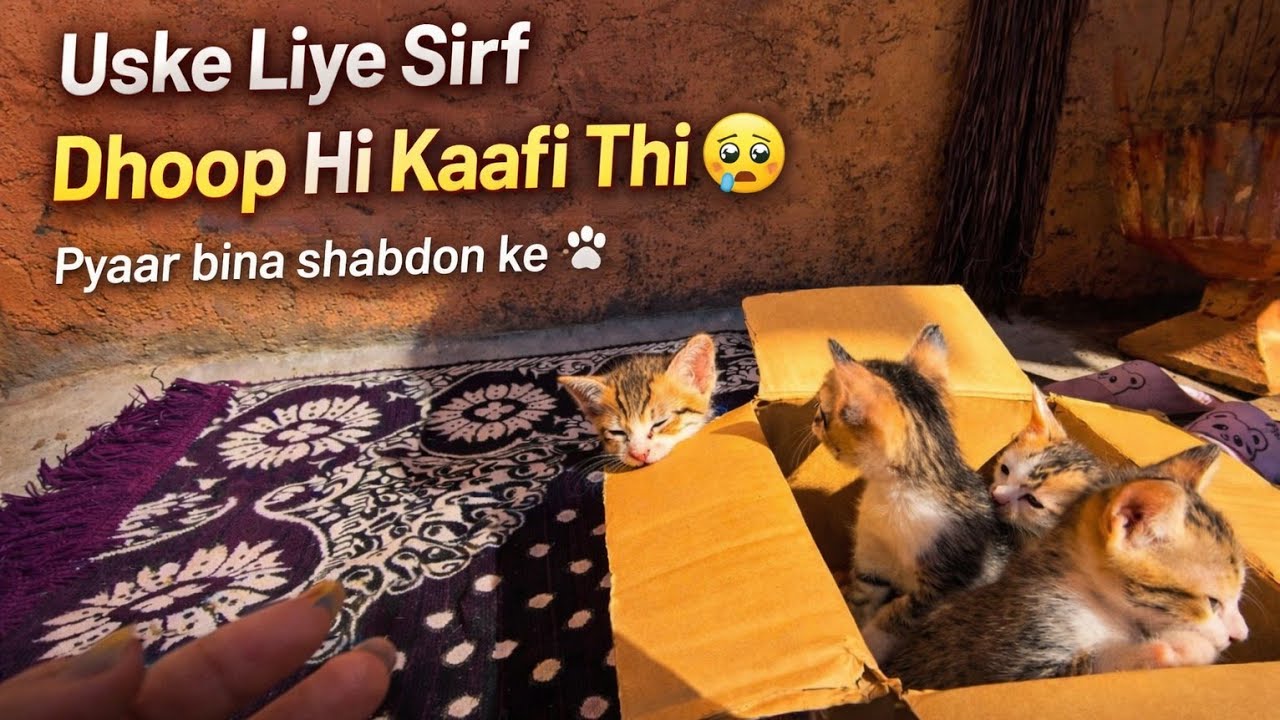 Aaj Kitten Ne Pehli Baar Dhoop Dekha ☀️🐾