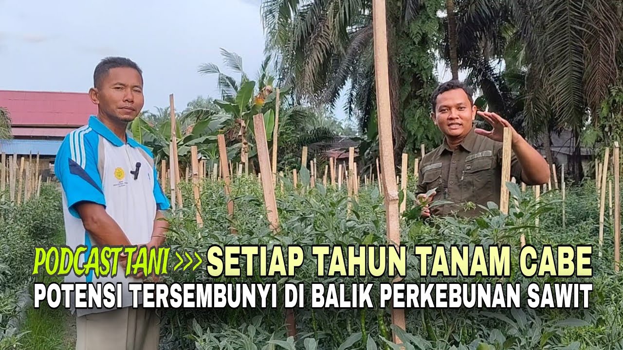 Inspirasi ‼️Peluang Budidaya Cabe di Sekitar Perkebunan Sawit Daerah Transmigrasi