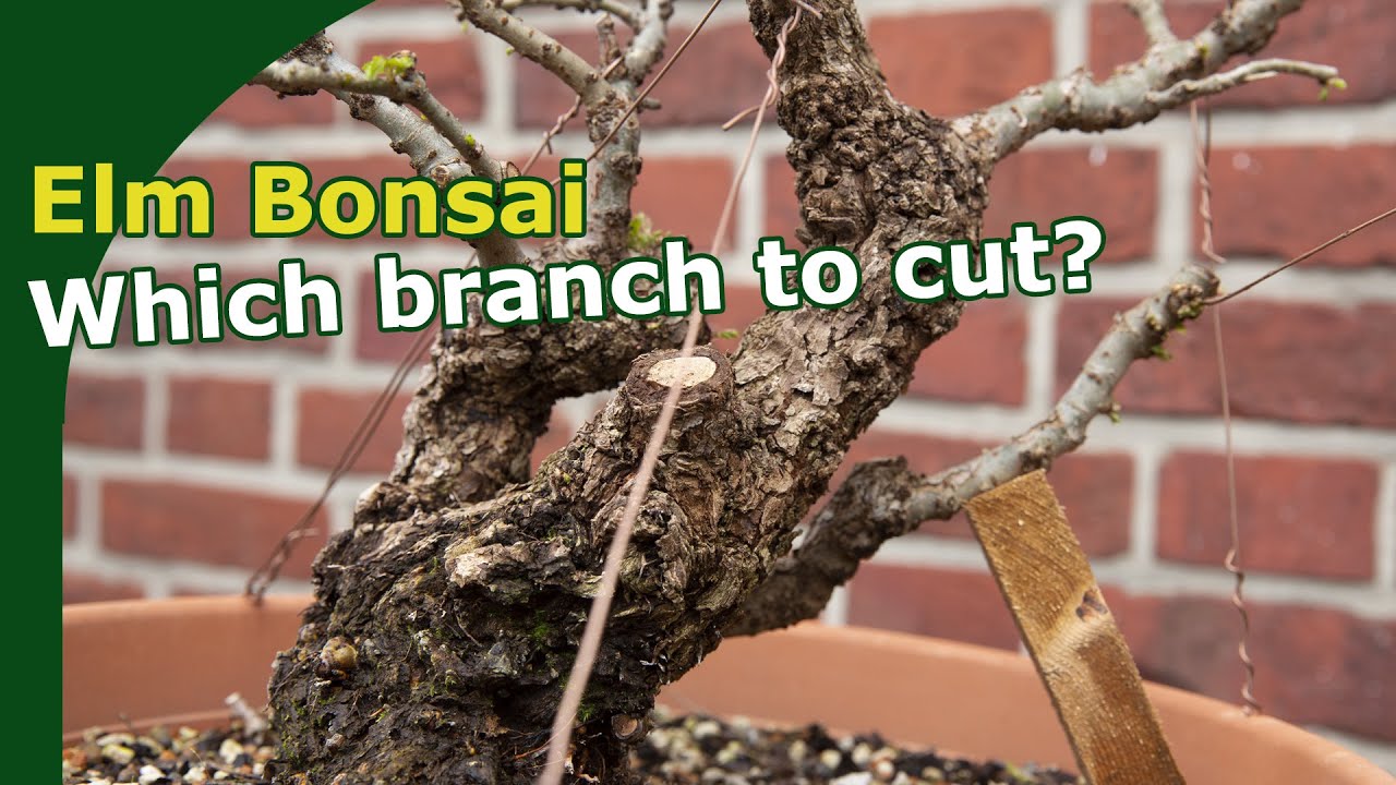 First design of a field grown elm pre-bonsai
