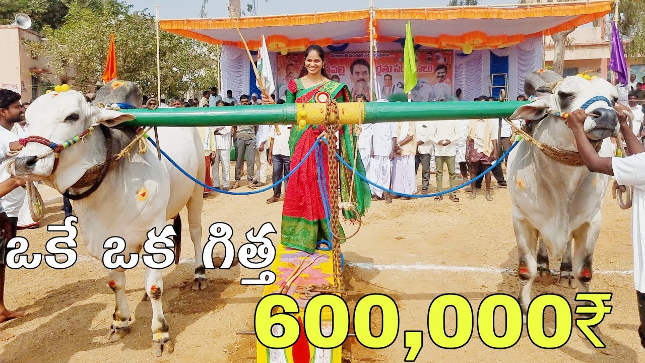 ఒకే ఒక గిత్త 600,000₹ కొనుగోలు చేసిన వారు రాయవరం రామచంద్రారెడ్డి లింగాల మండలం నగర్ కర్నూల్ జిల్లా-ox