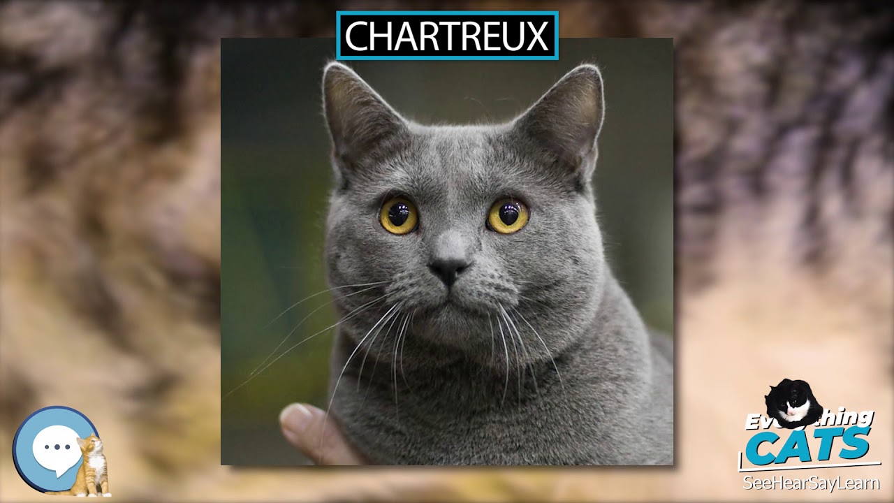 Chartreux 🐱🦁🐯 EVERYTHING CATS 🐯🦁🐱