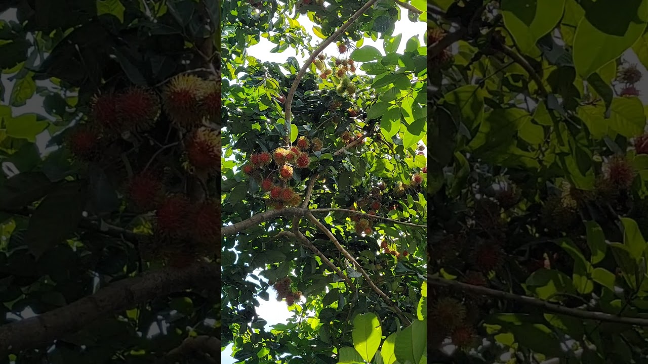 Superavo Nursery