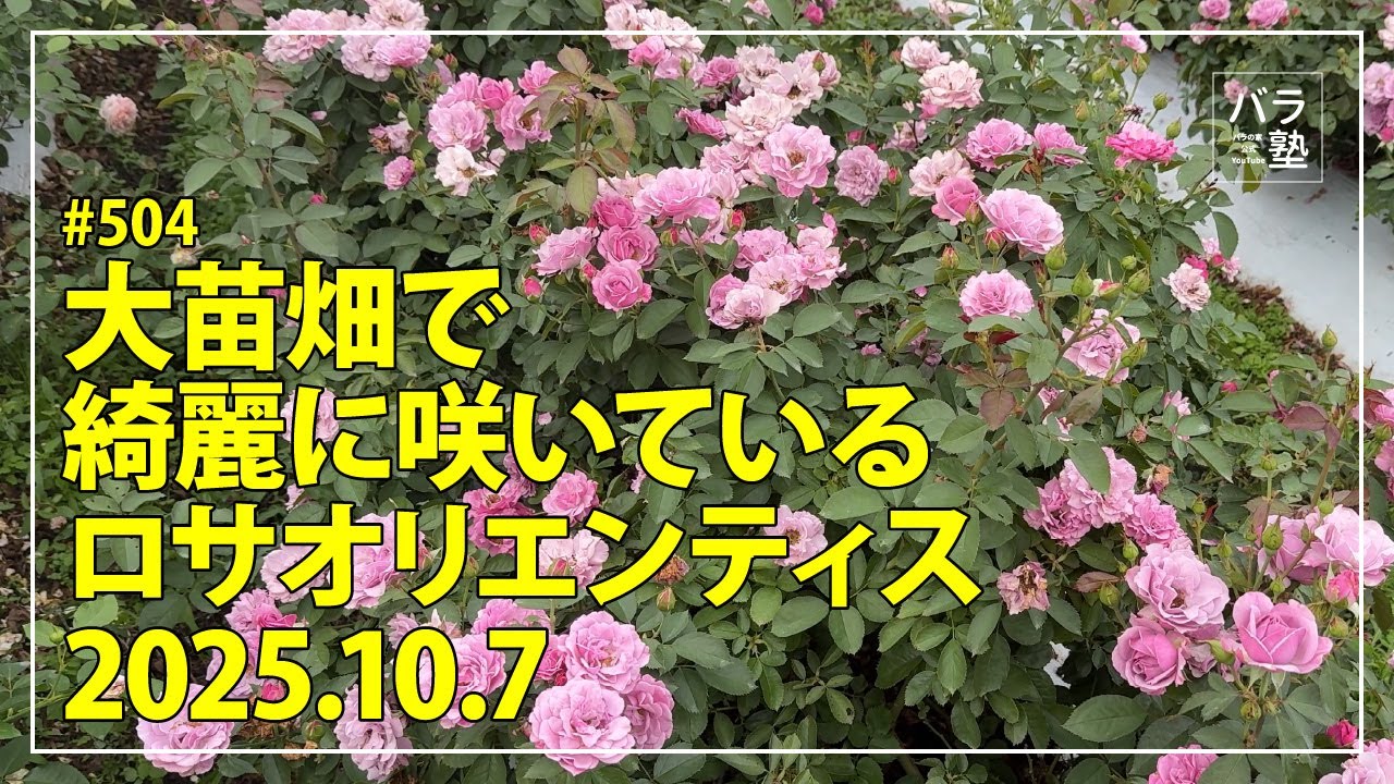 #504 大苗畑で綺麗に咲いているロサオリエンティス 2025.10.7