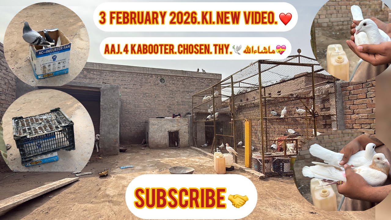 Aaj 4 Kabooter Bahir Se Choren Sath White Female Ka ShooQ Karwaya | KHAKHI PIGEONS