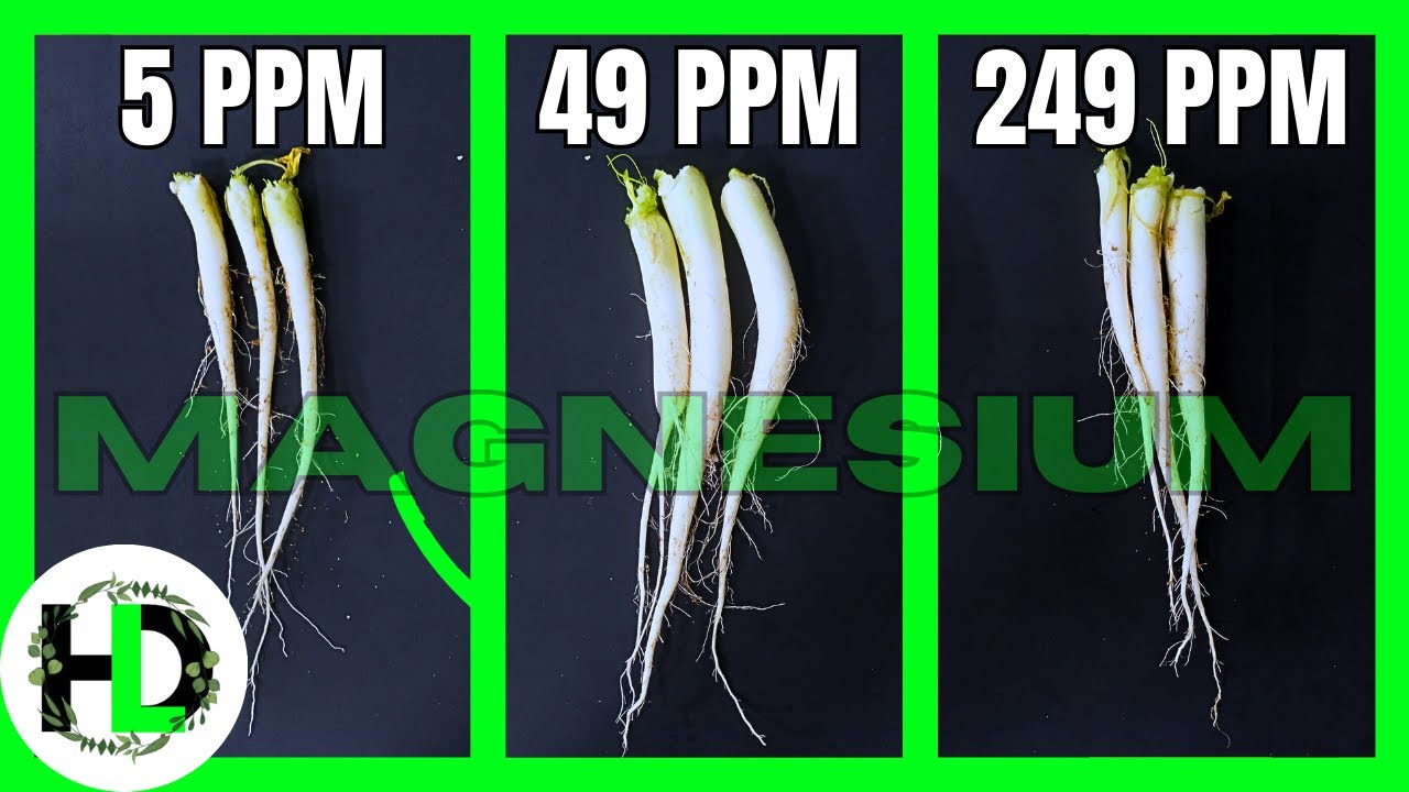 Magnesium Experiment Results Will Surprise You!