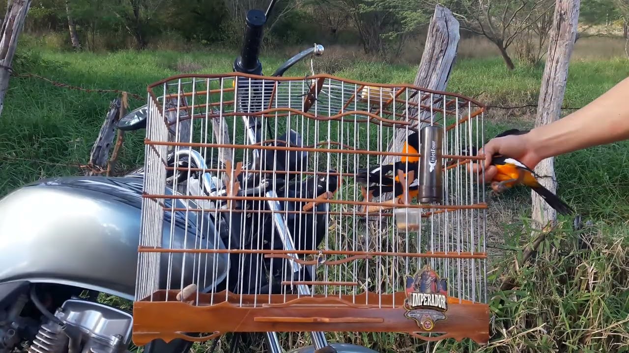 Imperador na pegada livre , tem que respeitar!..