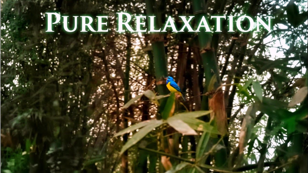 Zen Bamboo Forest: 3 Minutes of Soothing Bird Songs & Nature Sounds