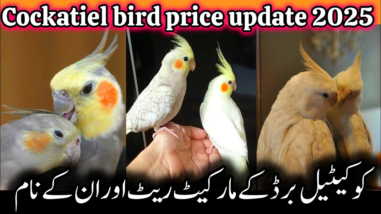 Cocktail birds price in pakistan 2025|| Cocktail parrot price || Cocktail birds pair price Karachi