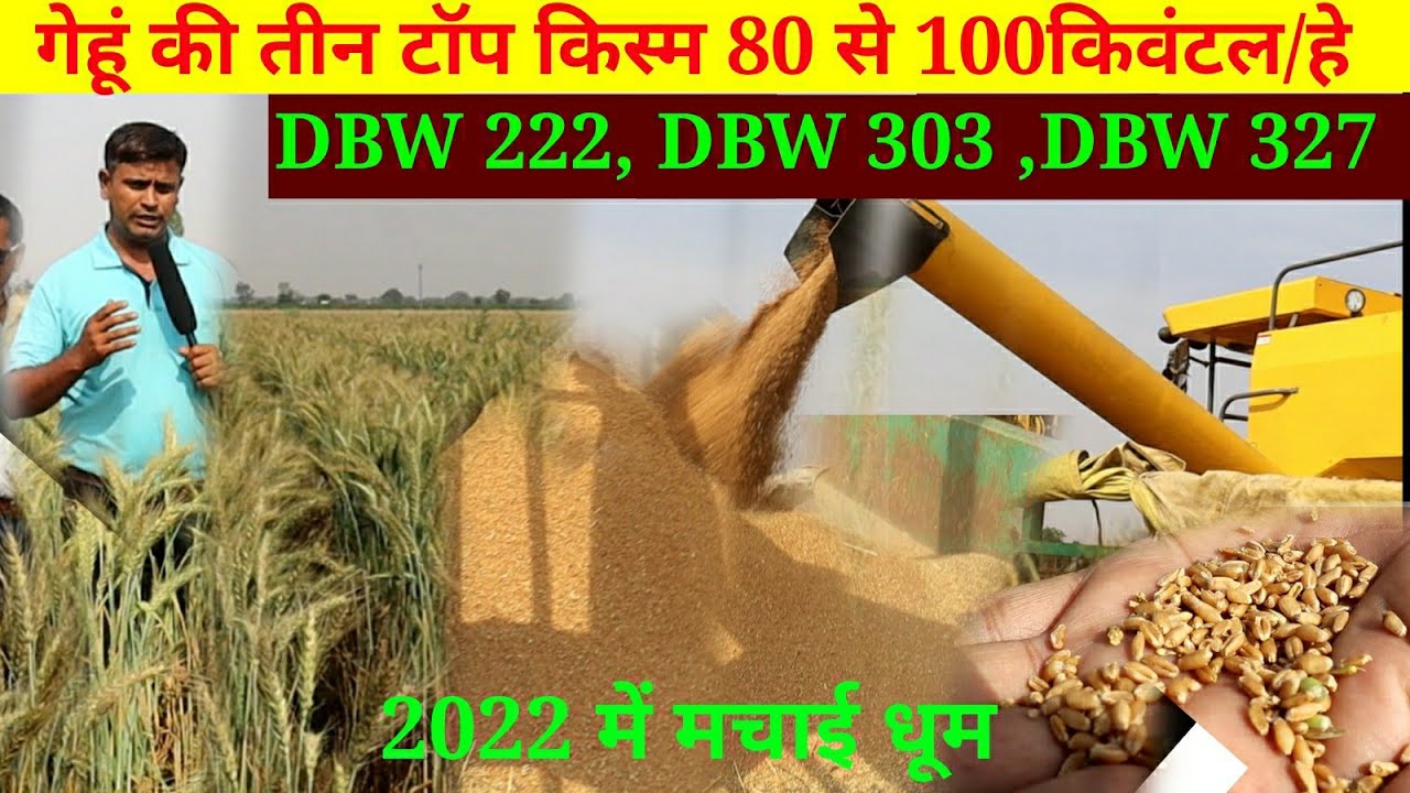 गेहूँ की 3 नई किस्म 100 किवंटल तक पैदावार,DBW 327,,DBW 303,DBW 222, wheats top variety gehu top kism