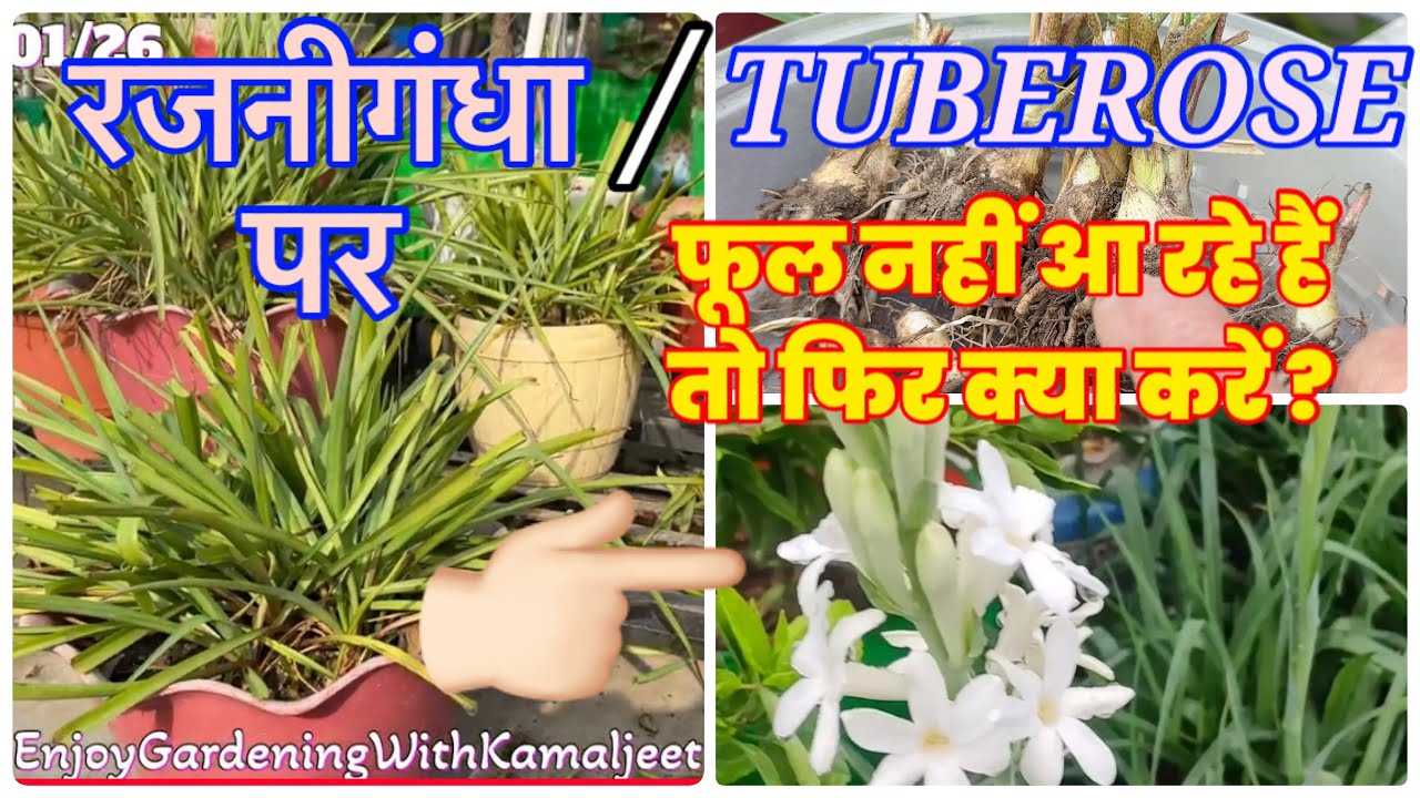 क्या करें ? रजनीगंधा / ट्यूबरोज पर फूल नहीं खिलते तो ! #gardeninghacks @EnjoyGardeningwithKamaljeet 