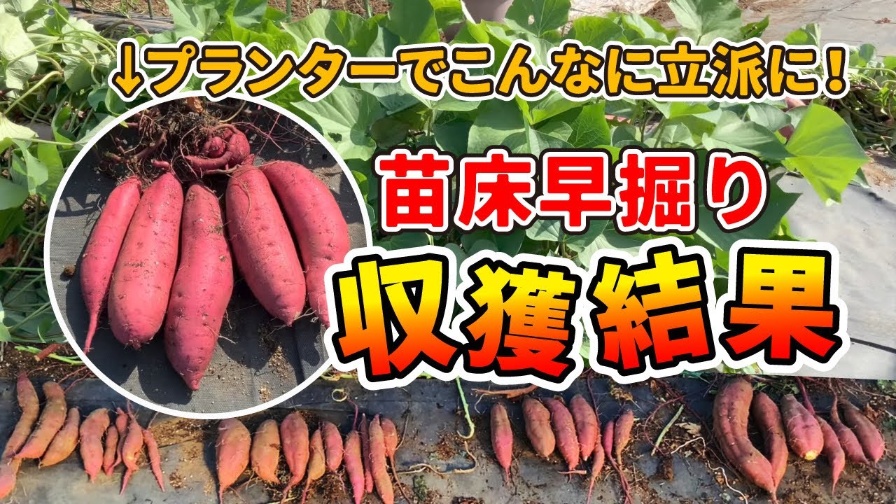 【リサイクル農法】芋の苗床から品質の良いサツマイモを収穫する方法　たねのハシモトミヤ