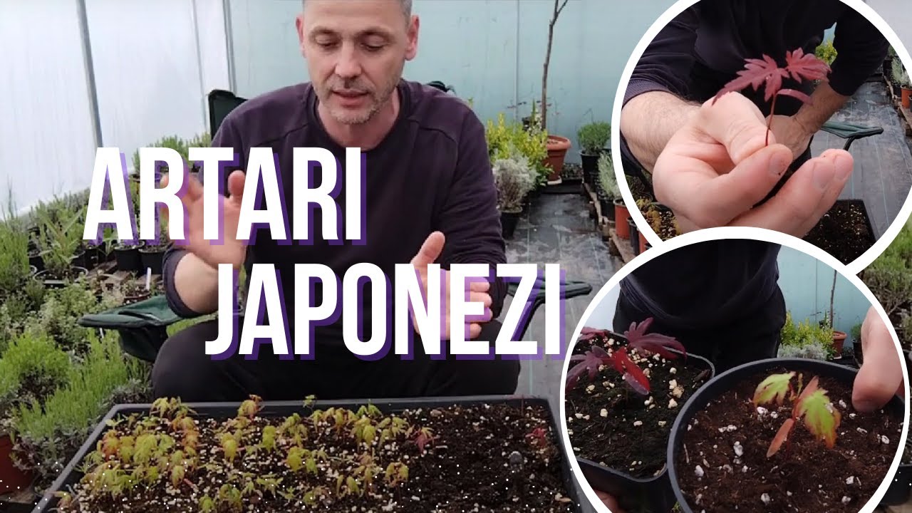 Semanarea semintelor de Artar Japonez!