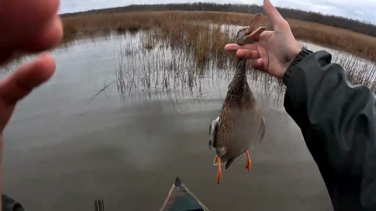 🦆​#მშვიდობით #სეზონო!  #ნადირობა #იხვზე🦆#duck 🦆#hunting🦆28.02.2026