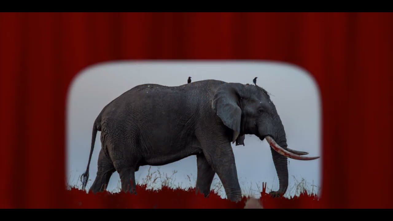 The Oxpecker and the Elephant