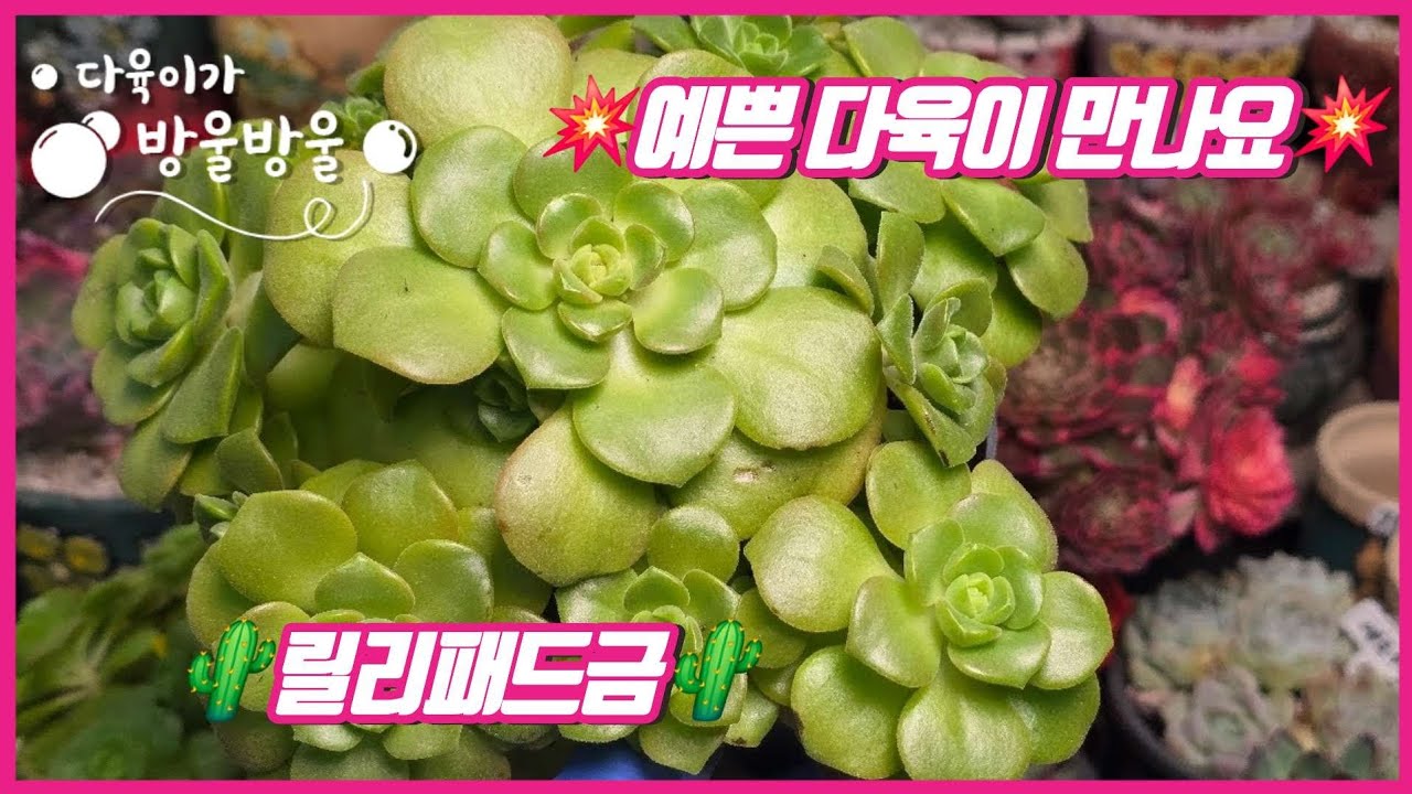 2602028 토요일 예쁜 다육이 만날 시간이에요~ 언니들~~~💕💕  ☎️010-8835-7281